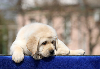 a yellow labrador puppy on the blue