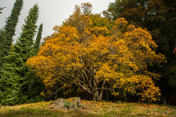 alberi in foliage al parco della Burcina, biellese, italia