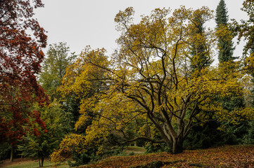 Fototapeta premium alberi in foliage al parco della Burcina, biellese, italia