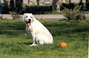 the yellow labrador in the park
