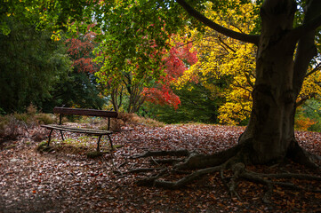panchia sotto albero in foliage