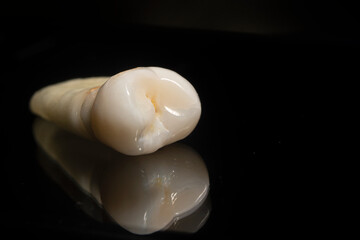 Fototapeta na wymiar Human tooth close up isolated object