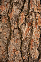 corteccia di conifera ad alto fusto