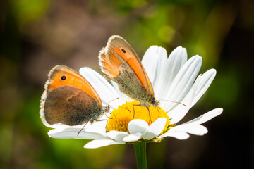 The small heath (lat. Coenonympha pamphilus), of the family Nymphalidae.