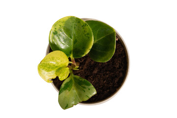Fototapeta premium Young houseplant Peperomia Green Gold isolated on white background