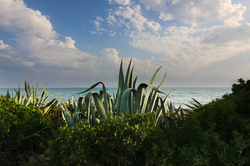 Panorama con macchia mediterranea e piante di agave; in lontananza il mare di fine estate sotto un...