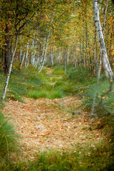 path in autumn forest
