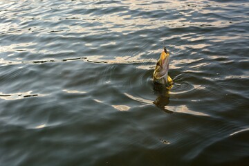 Fototapeta premium Summer fishing, pike fishing, spinning on the lake