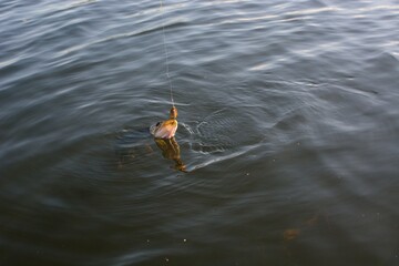 Summer fishing, pike fishing, spinning on the lake