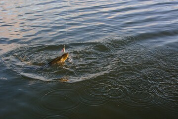 Summer fishing, pike fishing, spinning on the lake