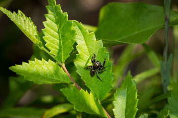 Jumping spider (of the family 
Salticidae)