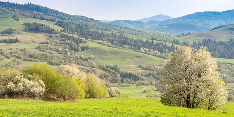 Spring evening landscape with green fields and hills of the Carpathian Mountains