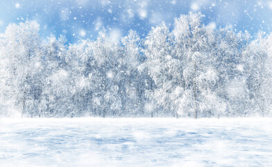 Snowfall in the forest. White birches are covered with frost and snow.