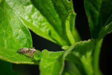Jumping spider (of the family 
Salticidae)