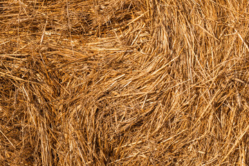 Hay texture golden straws close-up bulgaria sunny orange yellow nature ecology rural sharp focus