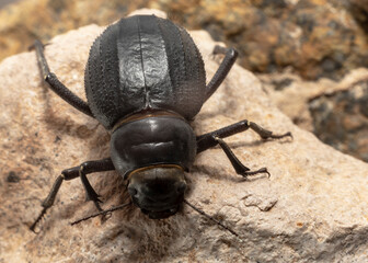 The large black Arabian Darkling Beetle