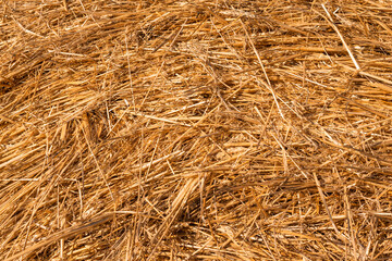 Hay texture golden straws close-up bulgaria sunny orange yellow nature ecology rural sharp focus