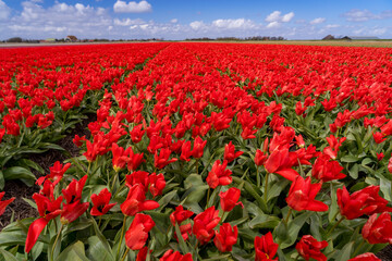 Fototapeta na wymiar Tulip fields in springtime