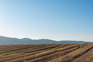 Dry hay field with a clear cut path warm color bulgaria rural landscape sun day clear blue sky