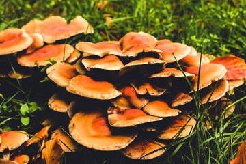 mushrooms in the forest