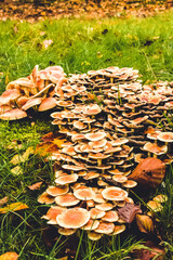 autumn in the forest