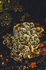 autumn forest