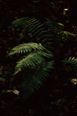 Fototapeta na wymiar fern in the autumn forest in the morning