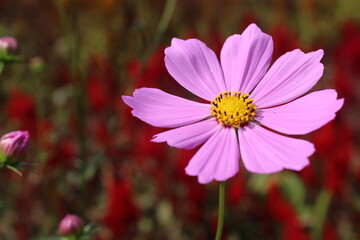 Beautiful pink Cosmos (Asteraceae) flower in the garden