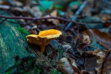 Hygrophoropsis aurantiaca Wrong chanterelle mushroom fungus in colourful autumn forest