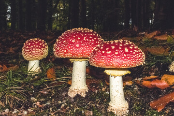 red mushroom in the forest
