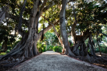 Amazing and relaxing path in the forest. hiking trail Surrounded by trees. big old trees near sidewalk. road in the park