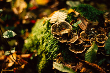 the beginning of the day in the autumn forest in the morning