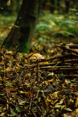 mushrooms in the autumn forest in the morning