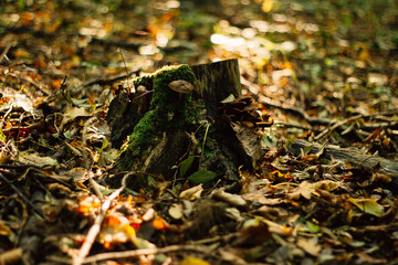 mushrooms in the autumn forest in the morning