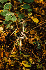 mushrooms in the autumn forest in the morning