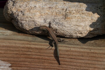 Eidechse, Echse, Reptil