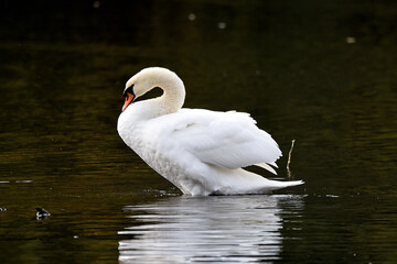 Schwan