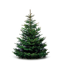 Grüner Weihnachtsbaum auf weißem Hintergrund