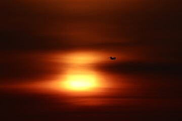 silhouette of a seagull in the sunrise 