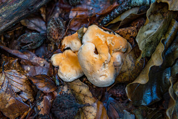 Hydnum repandum Bread stubble mushroom fungus in colourful autumn forest