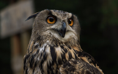 Portrait of Eurasian eagle owl or Bubo bubo