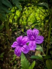 flowers in the garden