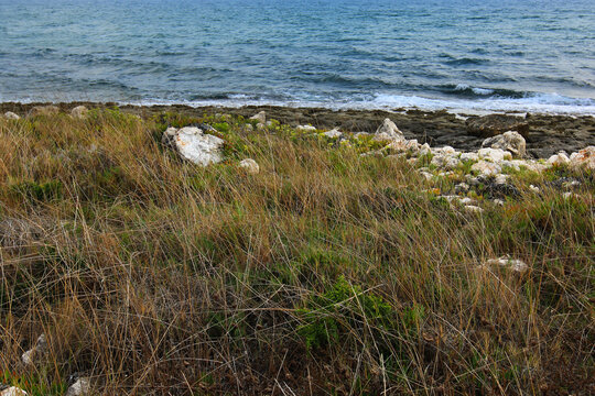 Il mare in autunno, in primo piano costa con rocce e vegetazione spontanea