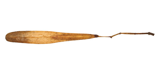 Macro European ash seed (Fraxinus excelsior) isolated on white background, top view