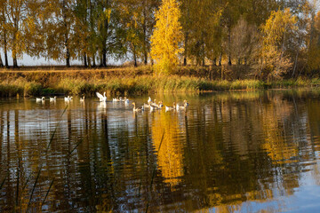 Fototapeta na wymiar autumn trees reflected in water and geese