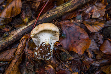 Hydnum repandum Bread stubble mushroom fungus in colourful autumn forest