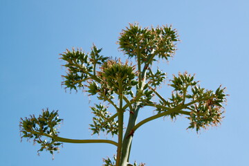 close-up photo of an agave flower