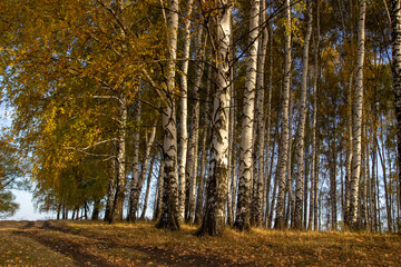 Obraz premium autumn in the birch forest