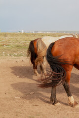Hindquarters of three horses with long tails