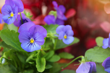 photo of blue pansy flowers in the garden. Close up, selective focus